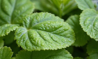 Close-up of fresh, vibrant green leaves with dew drops, symbolizing natural and pure ingredients.